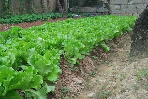 耐陰蔬菜|喜陰不需要陽光的蔬菜有哪些，盤點十種耐陰蔬菜